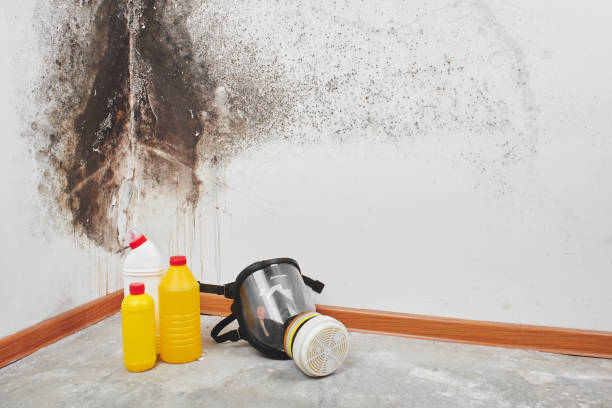Crawl Space Mold Removal in Marshfield Hills, MA
