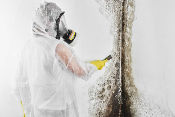 Best Toxic Mold Removal  in Rshfield Hills, MA