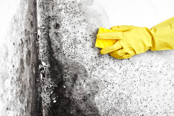 Best Mold Removal Near Me  in Rshfield Hills, MA