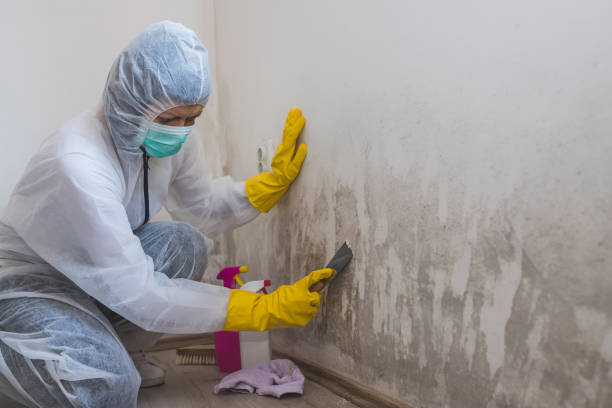 Best Mold Damage Repair  in Rshfield Hills, MA