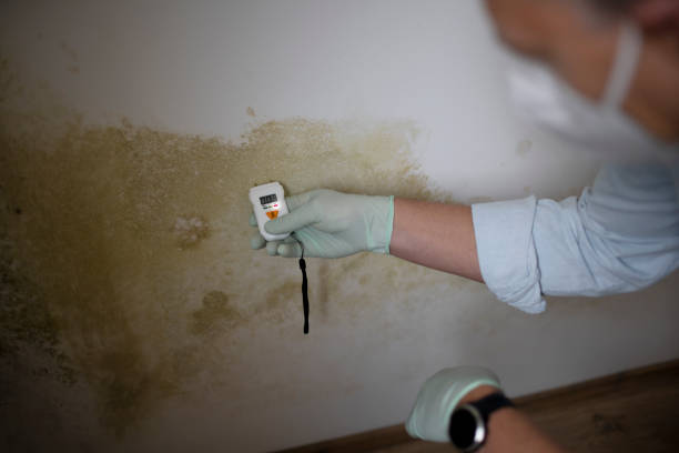 Best Home Mold Removal  in Rshfield Hills, MA