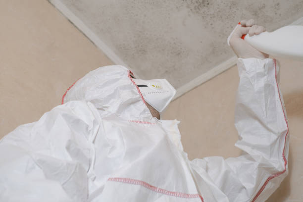 Best Mold Removal Company Near Me  in Rshfield Hills, MA