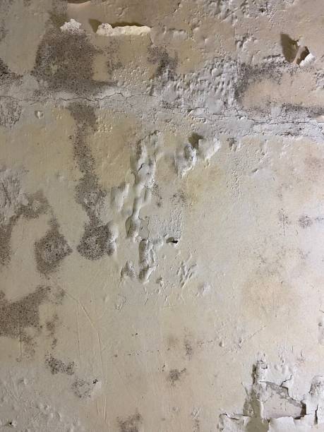 Best Same-Day Mold Removal  in Rshfield Hills, MA